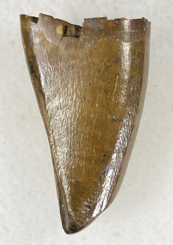 Tyrannosaur Premax Tooth (Aublysodon) - Montana #20374